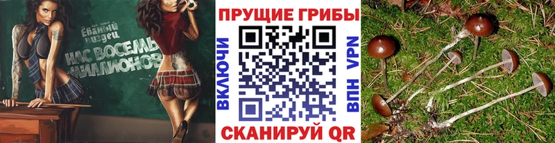 Галлюциногенные грибы Psilocybine cubensis  мега рабочий сайт  Верхняя Пышма  наркошоп 